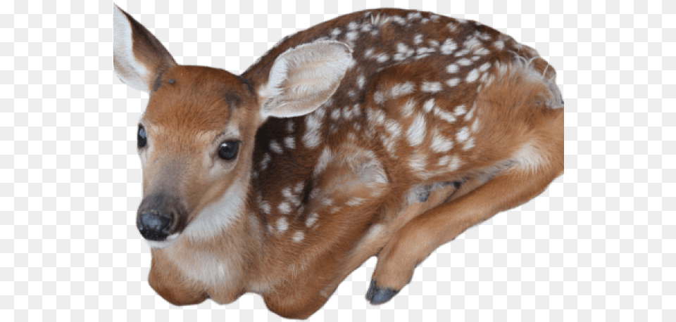 Deer Transparent Cottagecore Icons, Animal, Mammal, Wildlife, Antelope Free Png