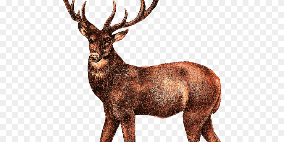 Deer Transparent Illustrations Of Animal, Elk, Mammal, Wildlife, Antelope Free Png