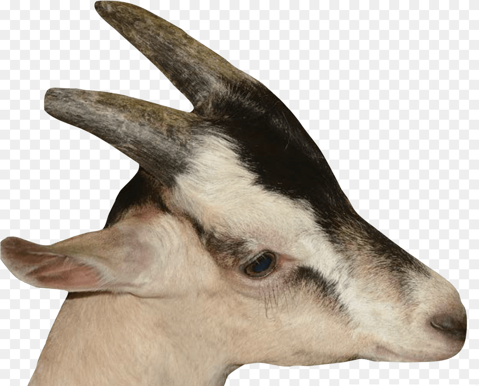 Deer Transparent Image Deer, Livestock, Animal, Goat, Mammal Png