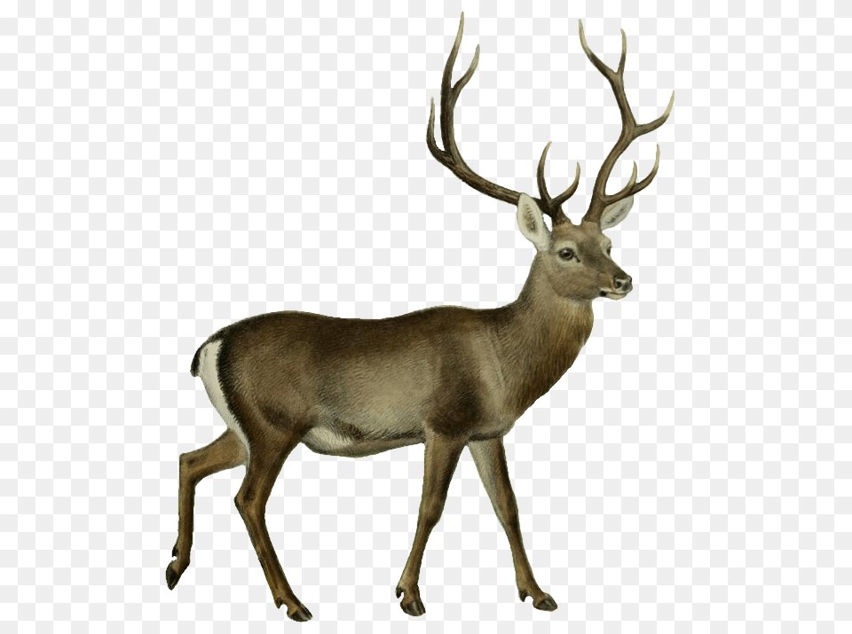 Deer Transparent Images, Animal, Antelope, Mammal, Wildlife Png Image