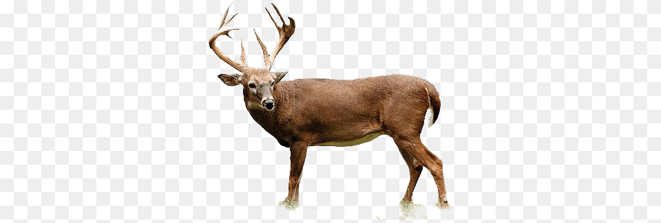 Deer Transparent Images, Animal, Antelope, Mammal, Wildlife Png