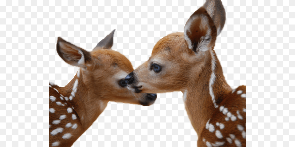 Deer Transparent Images Mlade Ivotinje U Proljee, Animal, Mammal, Wildlife, Canine Png