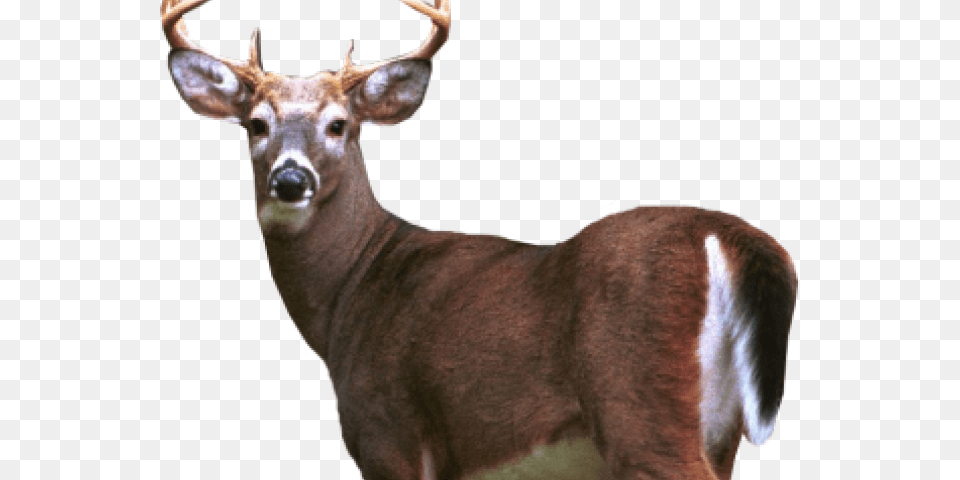 Deer Transparent Images White Tailed Deer, Animal, Mammal, Wildlife, Antelope Png Image