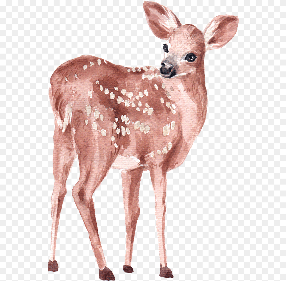Deer Watercolor Element By We Studio Deer Watercolor, Animal, Mammal, Wildlife, Antelope Free Png Download