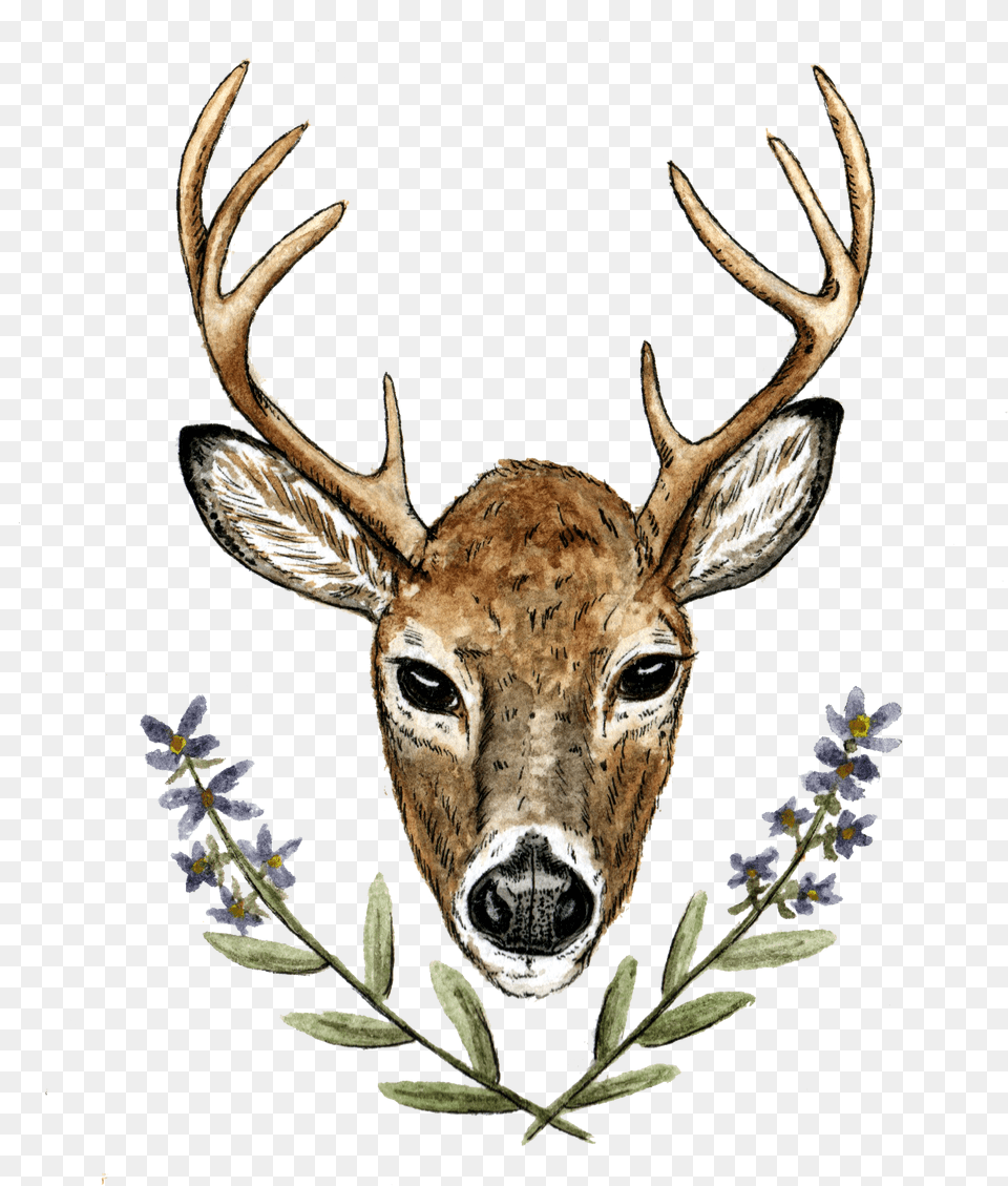 Deer Wedding, Animal, Antelope, Mammal, Wildlife Png