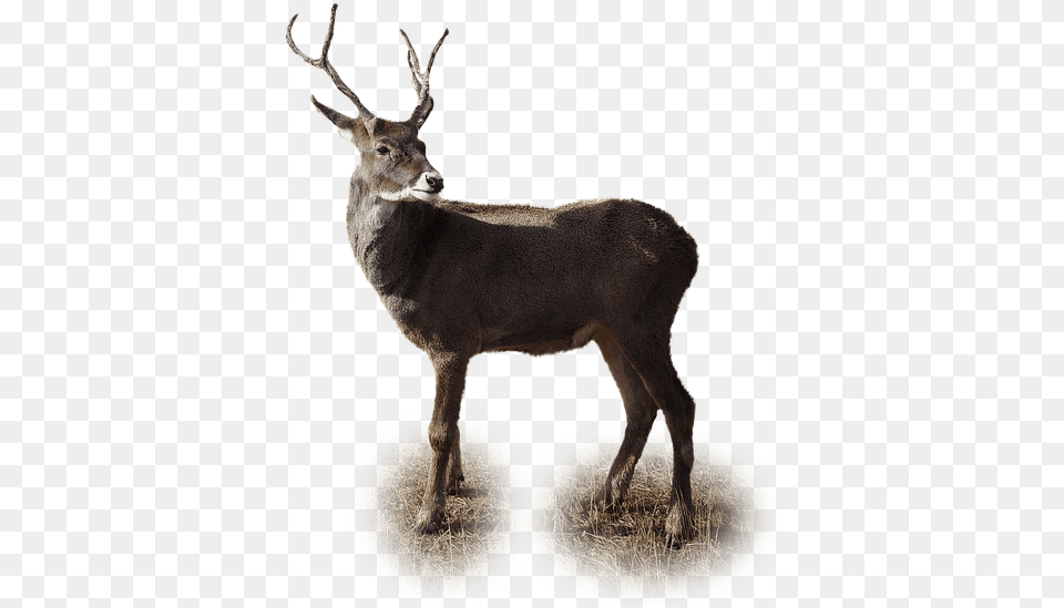 Deer Winter, Animal, Antelope, Mammal, Wildlife Png Image