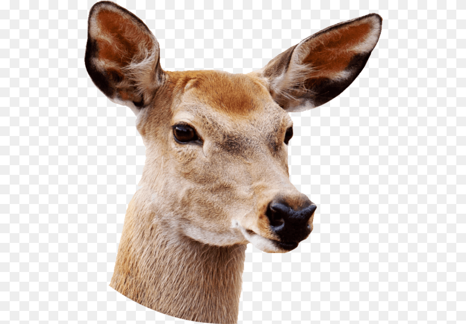 Deer With White Background, Animal, Mammal, Wildlife, Kangaroo Free Transparent Png