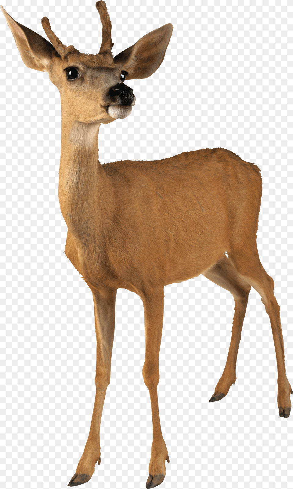 Deer Young Deer Transparent Background, Animal, Antelope, Mammal, Wildlife Free Png