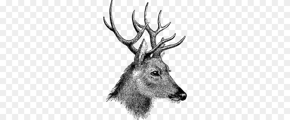Deer Young Transparent, Animal, Mammal, Wildlife, Kangaroo Png
