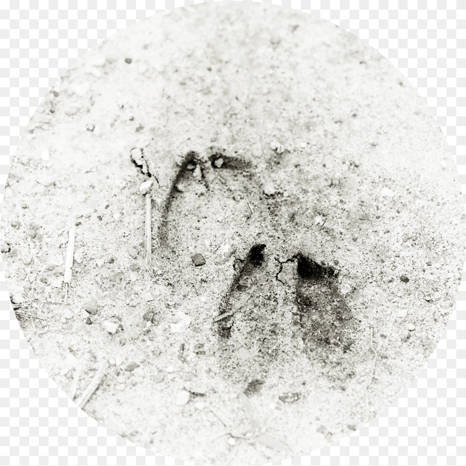 Deertracks Circle, Astronomy, Moon, Nature, Night Png Image