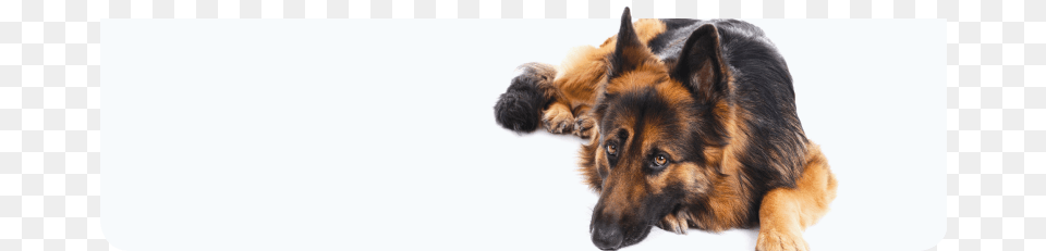 Degenerative Myelopathy Dog, Animal, Canine, German Shepherd, Mammal Free Transparent Png