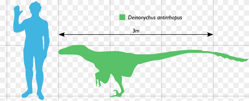 Deinonychus Compared To Human, Adult, Male, Man, Person Free Png Download