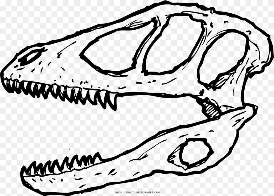 Deinonychus Skull Coloring, Gray Free Transparent Png