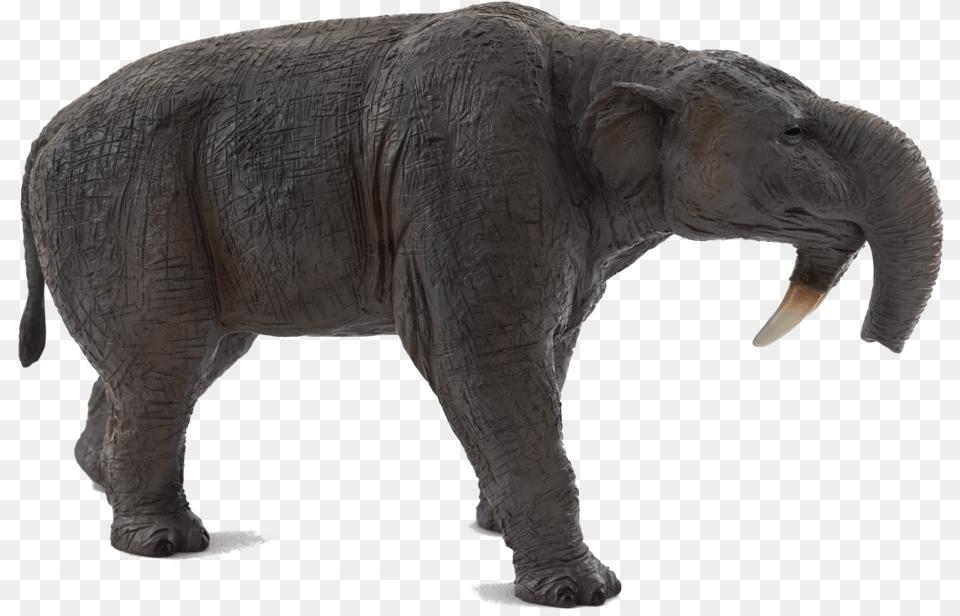 Deinotherium New 2013 Broken Tusk Reglued From Moj U2014 Dejankins, Animal, Elephant, Mammal, Wildlife Free Png Download