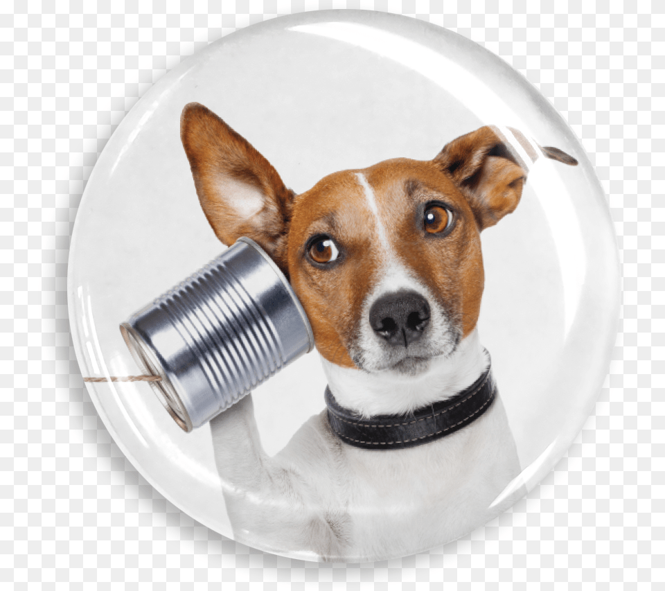 Dekaprints 3d Bubble Graphics For Popsockets Office Phones Are Down, Animal, Canine, Dog, Mammal Free Transparent Png