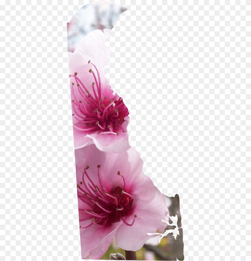 Delaware Cherry Blossom, Geranium, Anther, Flower, Plant Png Image