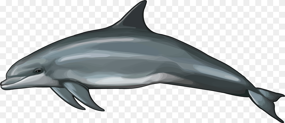 Delfin, Animal, Dolphin, Mammal, Sea Life Png Image