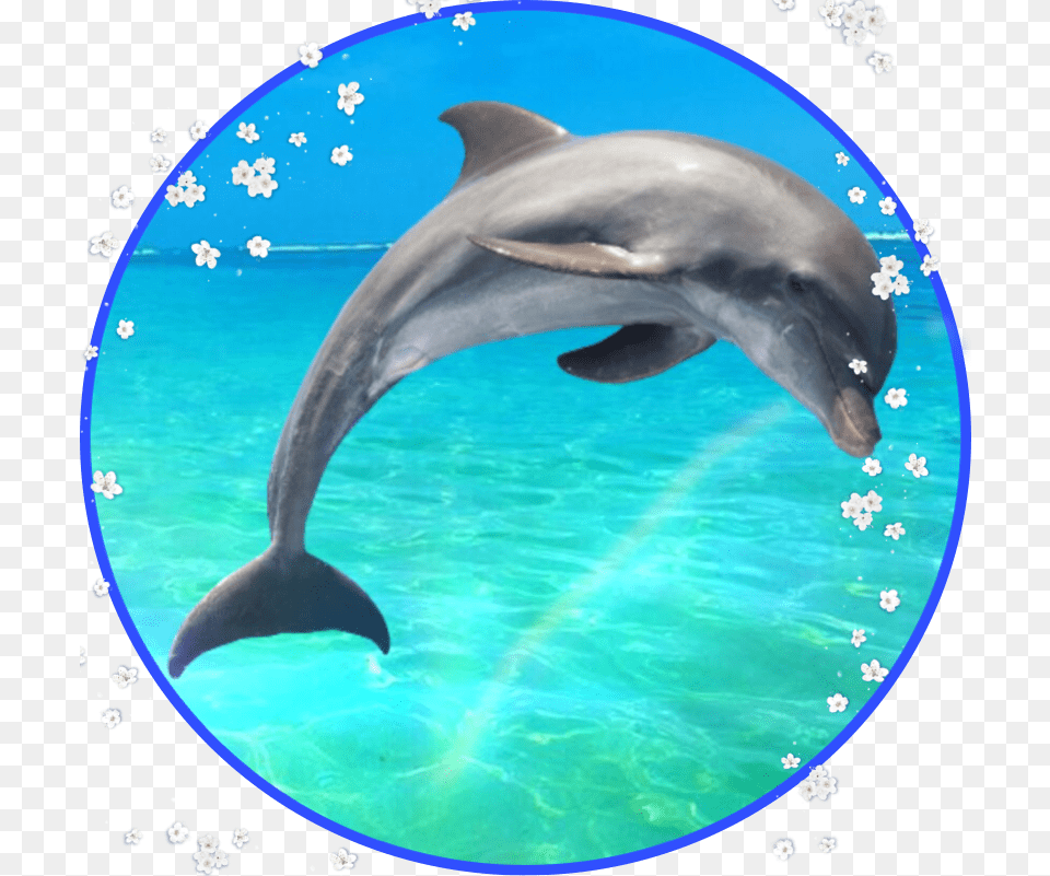 Delfin Delphin Toleib Picsart Sticker Common Bottlenose Dolphin, Animal, Mammal, Sea Life, Fish Free Png