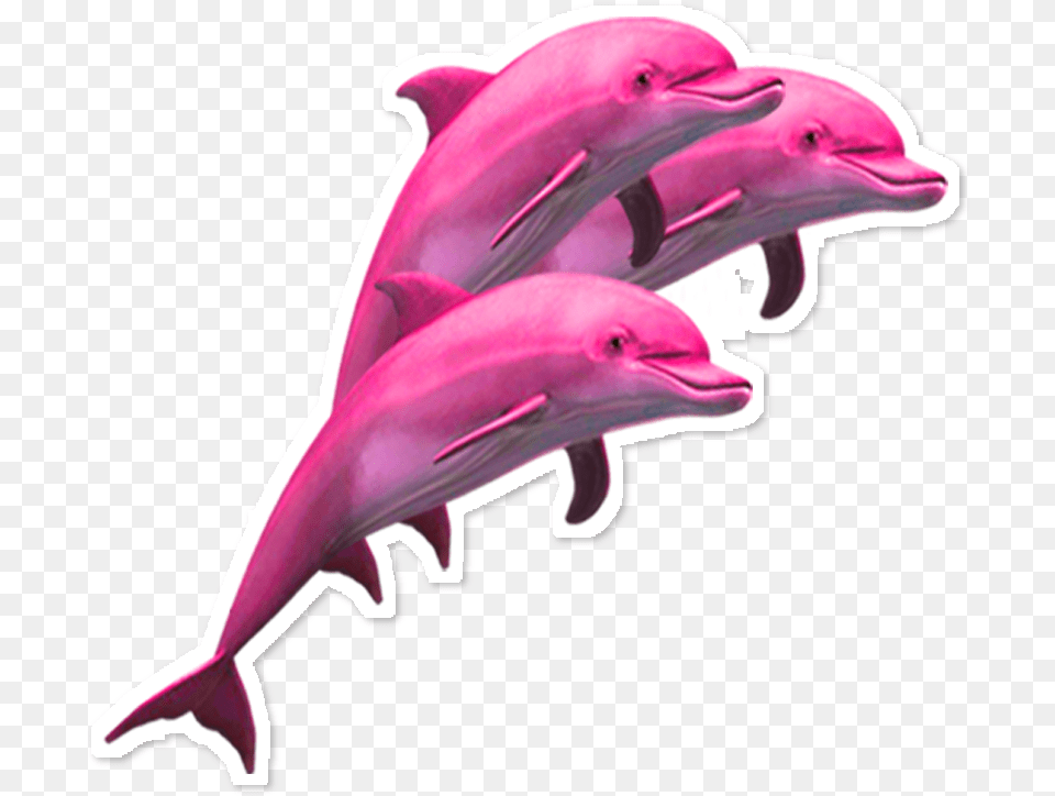 Delfin Dolphin Dolphins Pink Rosa Vaporwave Aesthetic Dolphin, Animal, Mammal, Sea Life, Bird Png Image
