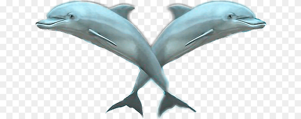 Delfins Vaporwave Aesthetics Aestheticedit Vapor Tumblr, Animal, Dolphin, Mammal, Sea Life Free Png Download