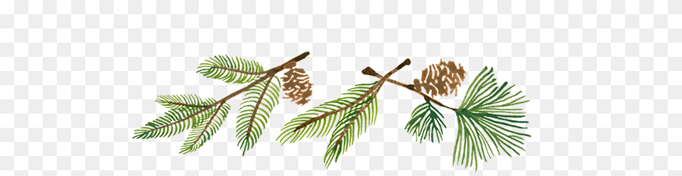 Delicate Firs Pond Pine, Conifer, Plant, Tree, Larch Free Png Download
