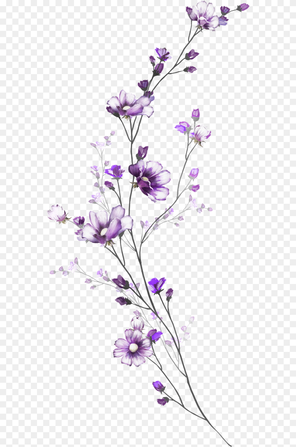 Delicate Flower Paintings, Geranium, Plant, Purple, Petal Free Transparent Png