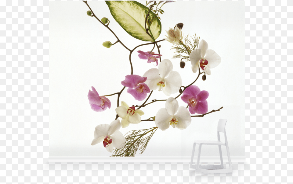 Delicate Flowers, Flower, Flower Arrangement, Orchid, Plant Free Png