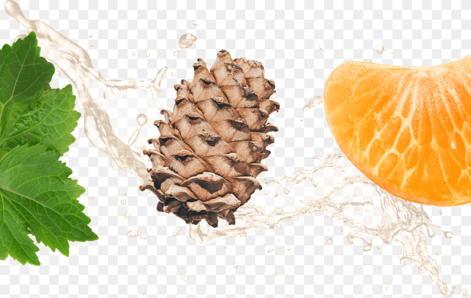 Delicate Orange, Citrus Fruit, Food, Fruit, Plant Png Image