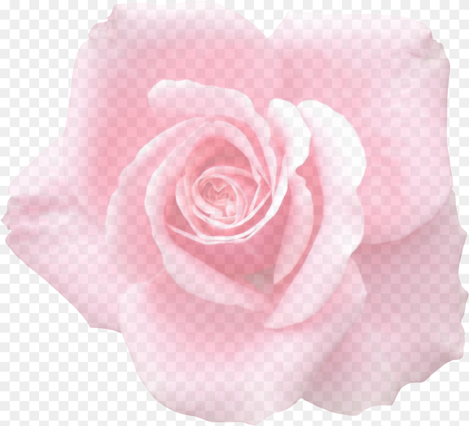 Delicate Pink Rose Bud Up Image Rosa Rosa Claro, Flower, Petal, Plant Free Transparent Png