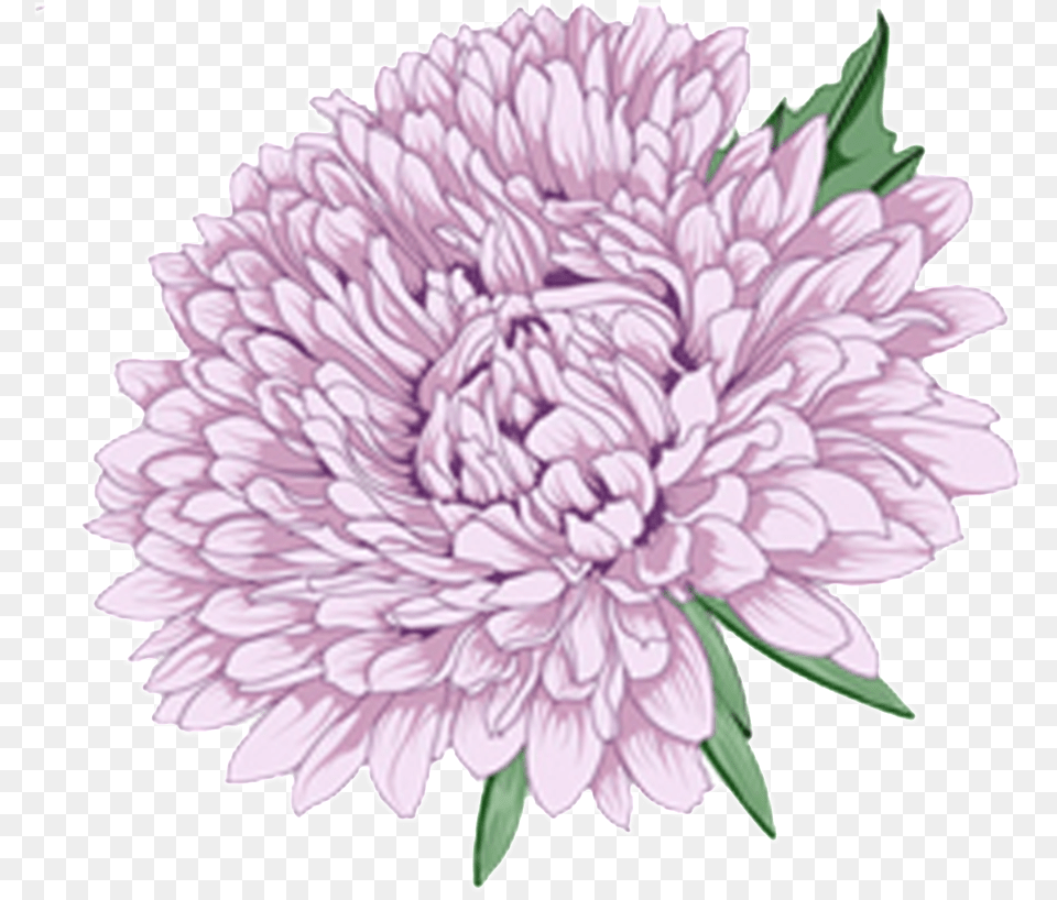 Delicate Purple Hand Drawn Chrysanthemum Decorative Flower, Dahlia, Plant, Daisy, Rose Free Png Download
