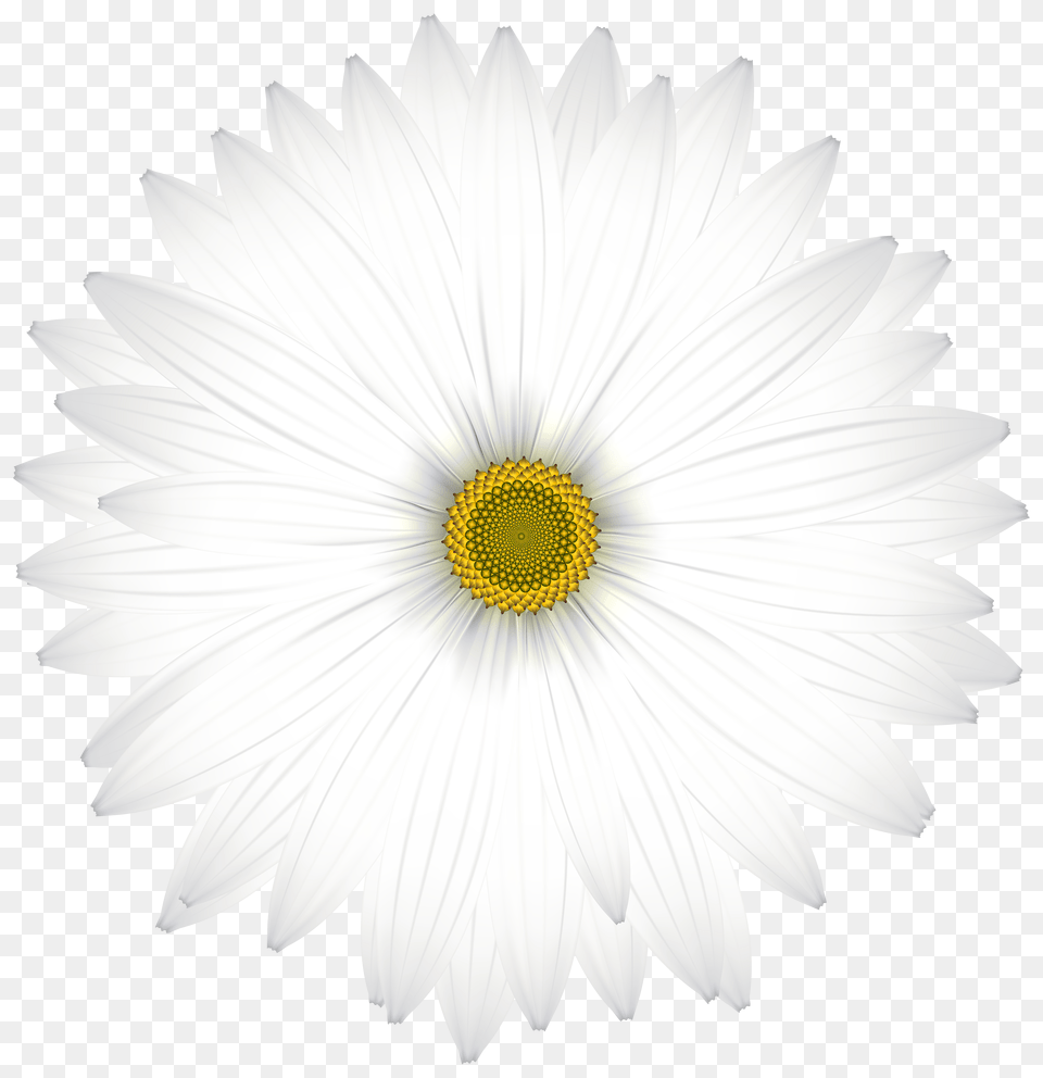 Delicate White Daisy Transparent Clip Art Gallery Png