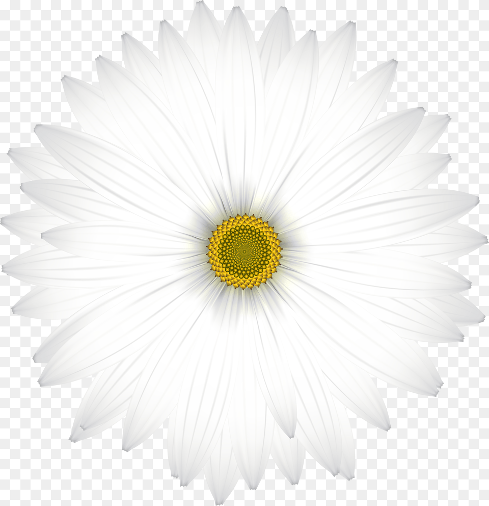 Delicate White Daisy Transparent Clip Art Hp 1010 Clutch Gear, Baby, Person, Cleaning, Cartoon Png