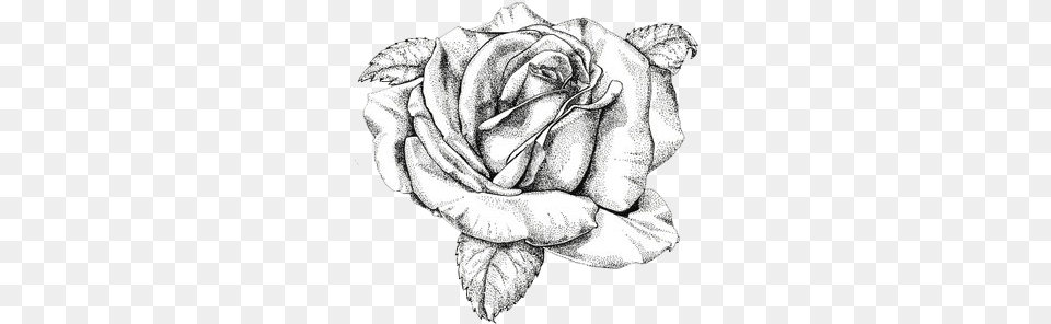 Delightful Clutterby Rose Antique Rose Postcards Etc Vintage Rose Drawing, Art, Flower, Plant, Baby Free Transparent Png