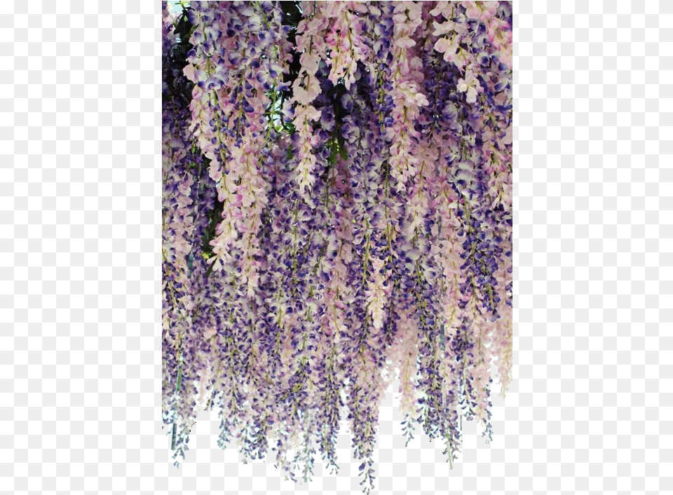 Delphinium Drawing Wisteria Curtain Made Of Flowers, Flower, Plant, Vine, Chandelier Png