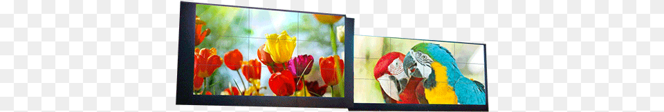 Delta 55 Super Narrow Lcd Video Wall, Canvas, Art, Modern Art, Animal Free Png Download