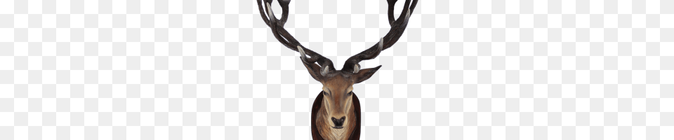 Delta Airlines Image, Animal, Deer, Mammal, Wildlife Png