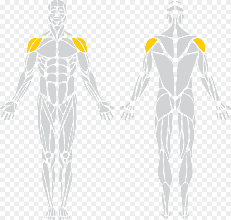 Deltoids Quotdeltsquot Latissimus Dorsi Muscle, Adult, Man, Male, Person Free Png