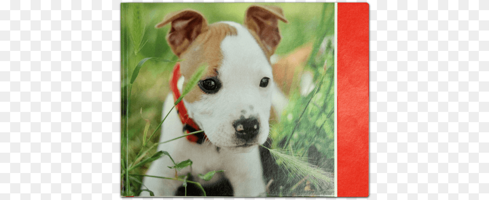 Deluxe Journal Puppy American Staffordshire Terrier, Animal, Canine, Dog, Mammal Free Transparent Png