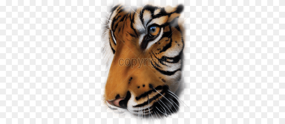 Deluxe Pics Of Animals To Draw Tiger Face 79quot X 96quot Patriotic Tiger Faux Fur Luxury Throw Queen, Animal, Mammal, Wildlife Png