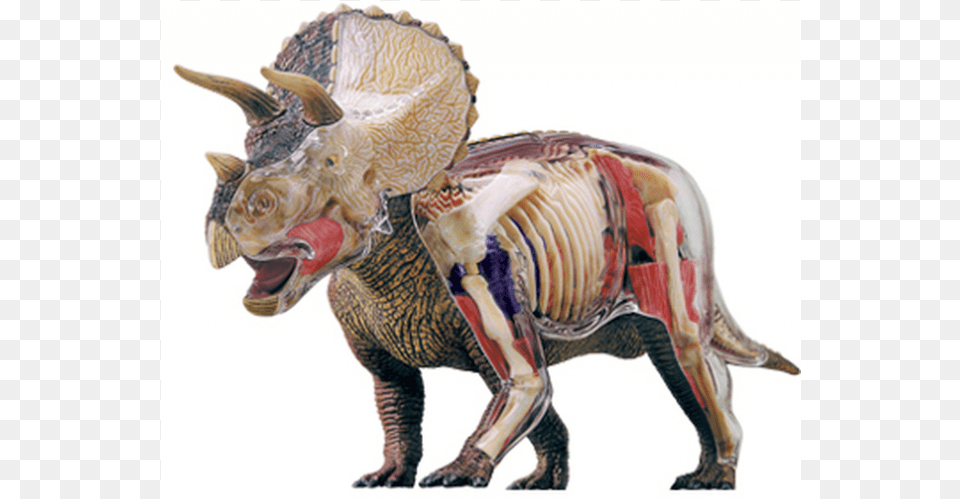Deluxe Triceratops Anatomy Model 4d Master Triceratops Anatomy Model, Animal, Dinosaur, Reptile Free Png