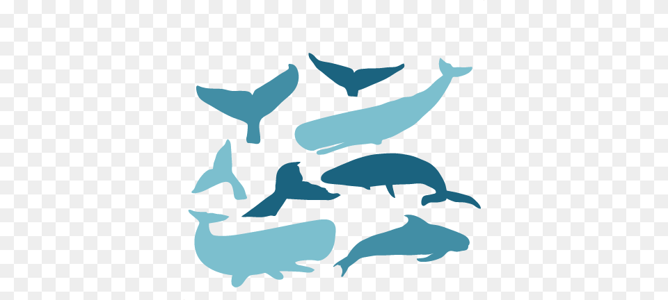 Deluxe Whale Silhouette Clip Art Whale Tail Clipart Clipartsgram, Animal, Sea Life, Fish, Mammal Free Png Download