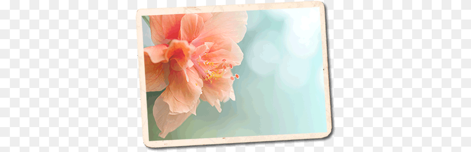 Demos Peony, Flower, Plant, Petal, Anther Free Png Download
