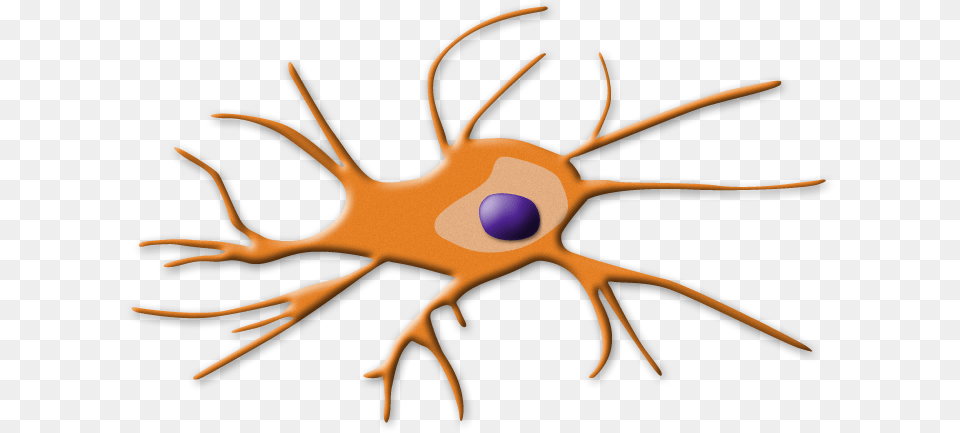 Dendritic Cells, Accessories, Pattern, Animal, Food Free Png Download