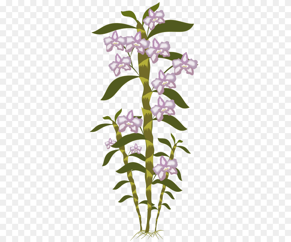 Dendrobium, Acanthaceae, Flower, Plant, Petal Png