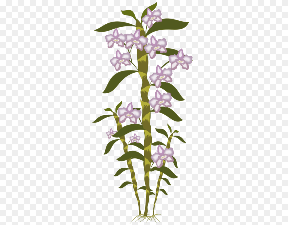 Dendrobium Computer Icons Cut Flowers Company, Acanthaceae, Flower, Plant, Flower Arrangement Png