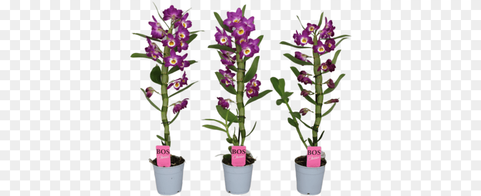 Dendrobium Nobil Beautiful And Richly Flowering Florastore Flowerpot, Flower, Flower Arrangement, Plant, Potted Plant Free Png Download