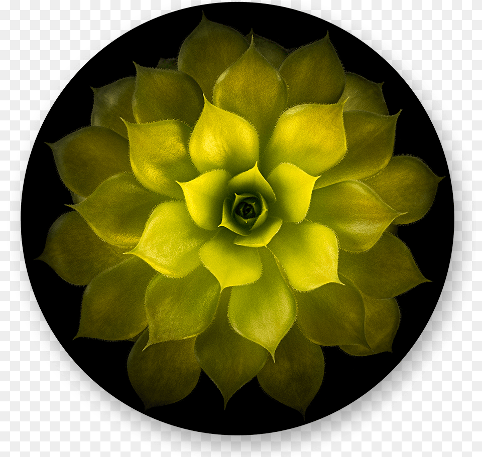 Denis Frolov Sempervivum Gold Nugget Artificial Flower, Petal, Dahlia, Plant, Pollen Free Png Download