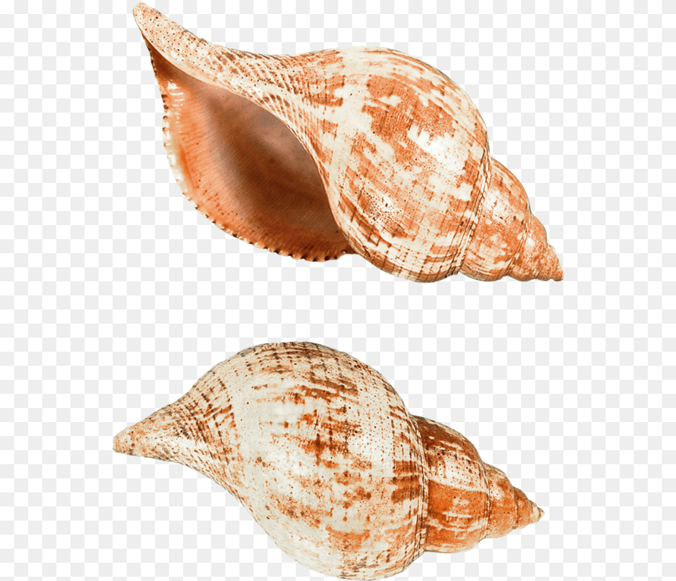 Deniz Kabuu, Animal, Invertebrate, Sea Life, Seashell Png Image