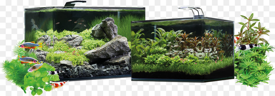 Dennerle Nano Scapers Tank, Animal, Aquarium, Aquatic, Fish Png Image