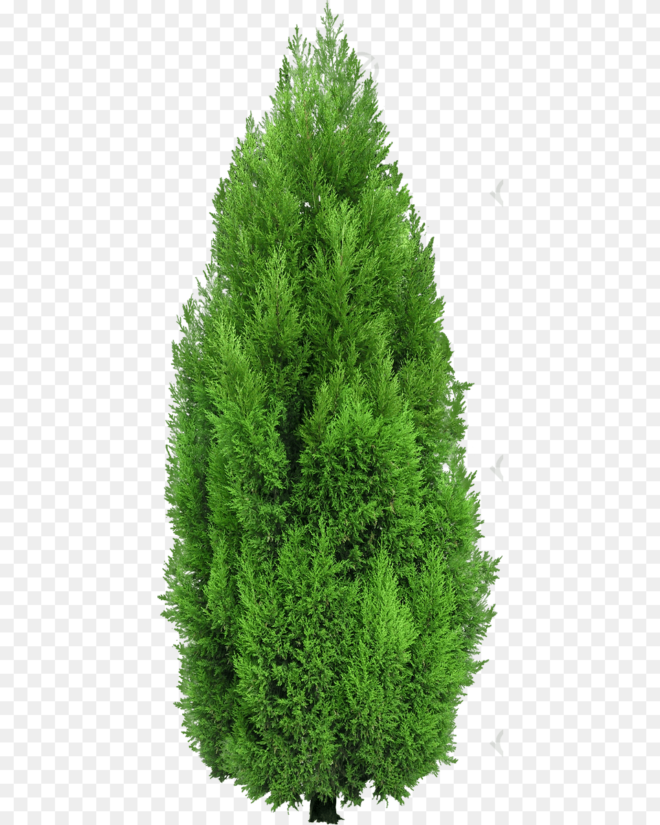 Dense Green Pine Needles Cypress Tree, Conifer, Fir, Plant, Vegetation Png